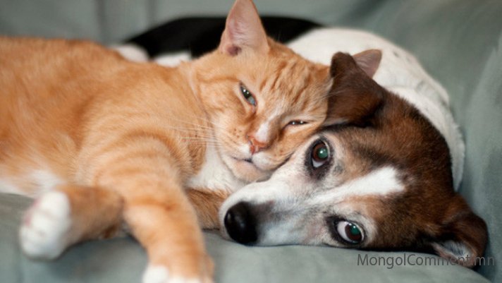 Италид муур болон нохойноос коронавирусний эсрэг биет илэрчээ